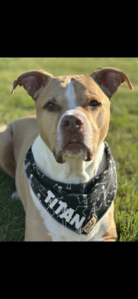 Custom Pet Portrait Painting