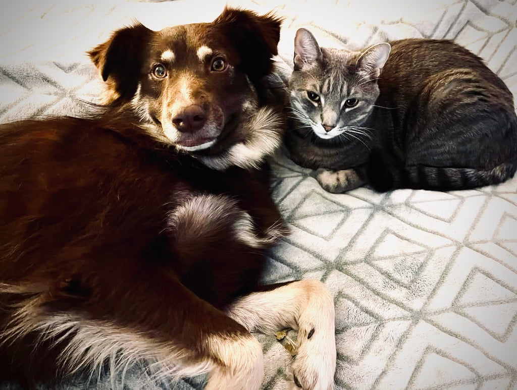 Custom Pet Portrait Painting