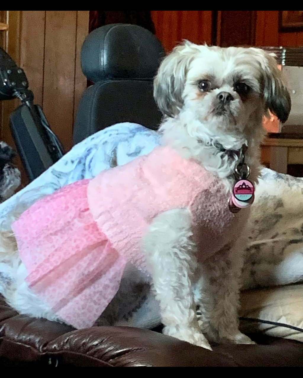 Custom Pet Portrait Painting