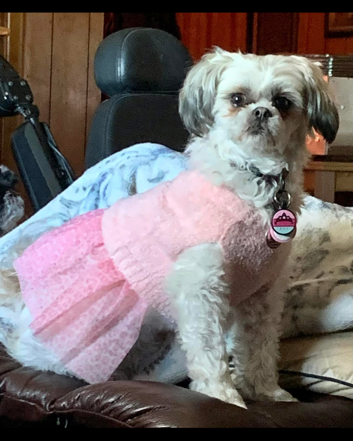 Custom Pet Portrait Painting